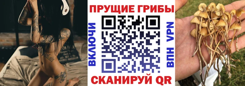MEGA tor  Белинский  Псилоцибиновые грибы Psilocybine cubensis 